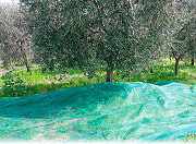 Confine RETE OLIVE 10X12 MT Telo Rete raccolta Olve Antispina con Occhielli mt. 10x12