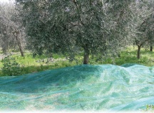 Confine RETE OLIVE 12X12 MT Telo Rete raccolta Olve Antispina con Occhielli mt. 12x12