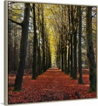 Far R2918C Quadro Canvas cm 40x40 Decoro Alberi