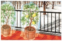 Stars 5690i5736 Cappuccio Antigelo Plus Protezione Piante Bianco grMq 22 cm 200 H.cm 250