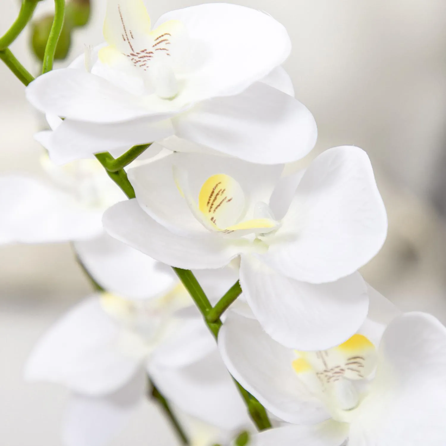 VivaGarden Orchidea Finta in Vaso Alta 75cm per Interno ed Esterno